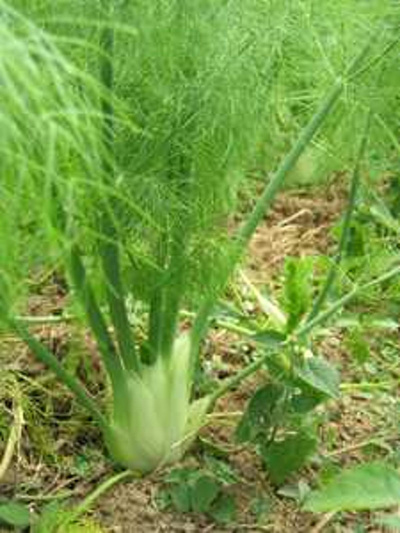 Produktfoto zu Fenchel  Eigen