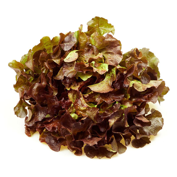 Produktfoto zu Eichblattsalat rot eigener Anb