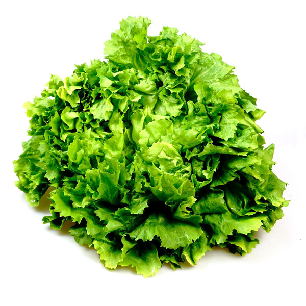 Produktfoto zu Bataviasalat  grün