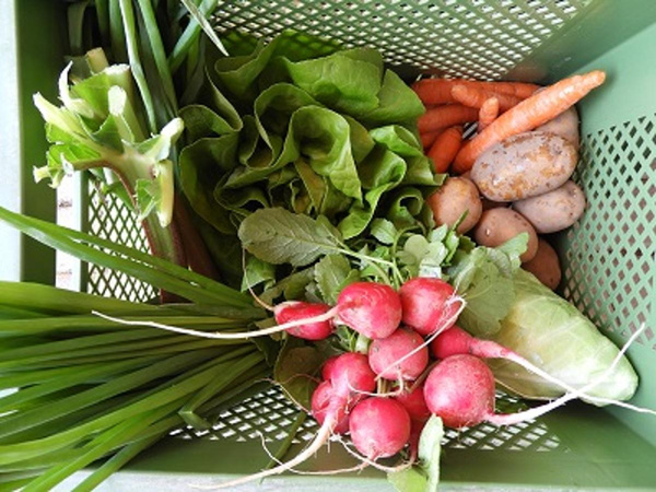 Produktfoto zu Gemüse 2. Wahl