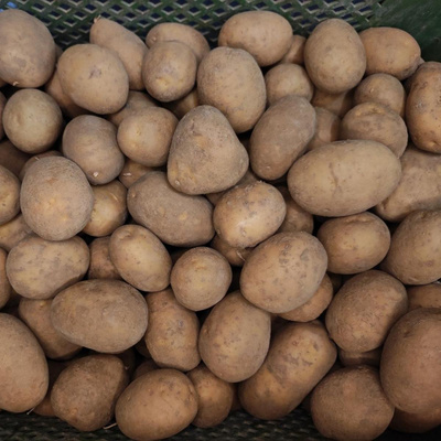 Produktfoto zu Kartoffeln mehlig eigener Anba
