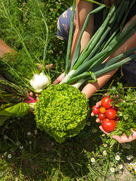 KI generiert: Frisches Gemüse wird geerntet: Salat, Lauchzwiebeln, Tomaten und Fenchel auf einer Wiese.