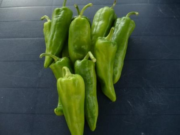 Produktfoto zu Spitzpaprika grün eigener Anba