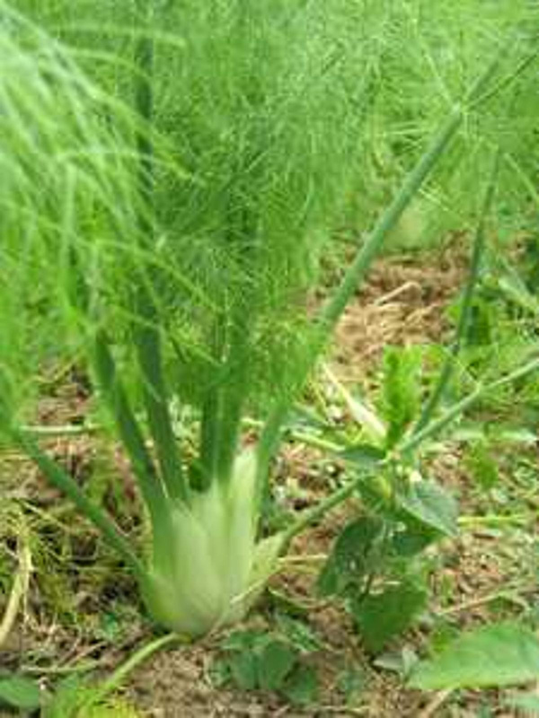 Produktfoto zu Fenchel  Eigen