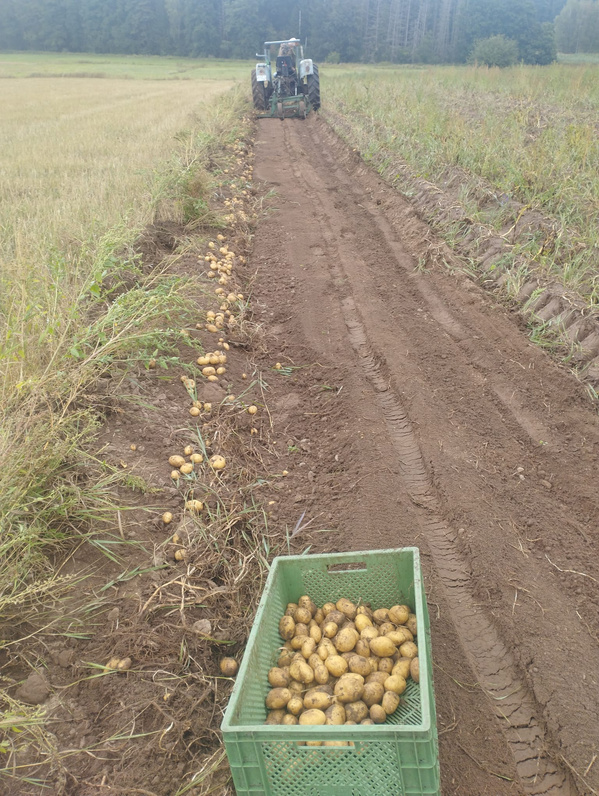 KI generiert: Kartoffelernte auf einem Feld mit einem Traktor im Hintergrund und einer Kiste voller Kartoffeln im Vordergrund.