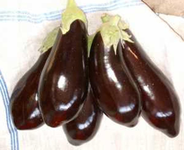 Produktfoto zu Aubergine EIGEN