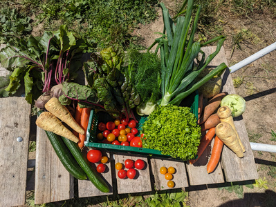 KI generiert: Auf dem Bild ist eine Packung mit Bio-Mini-Frühlingsrollen im China-Stil abgebildet, die auf frischem grünen Gemüse liegt. Die Frühlingsrollen sind als vegan und biologisch gekennzeichnet.