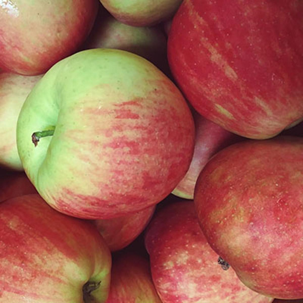 Produktfoto zu Frühapfel Deljonka