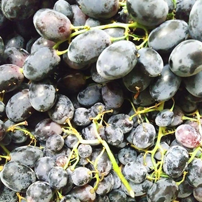 Produktfoto zu Traube blau Muscat