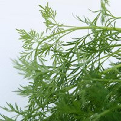 Produktfoto zu Dill im Bund eigener Anbau