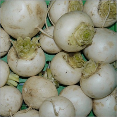 Produktfoto zu Herbstrübchen