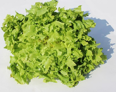 Produktfoto zu Endiviensalat eigener Anbau