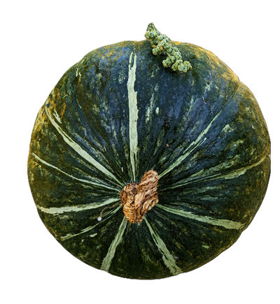 Produktfoto zu Hokkaido-Kürbis grün eigen