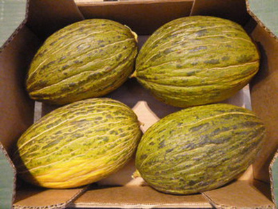 Produktfoto zu Melone Piel de Sapo