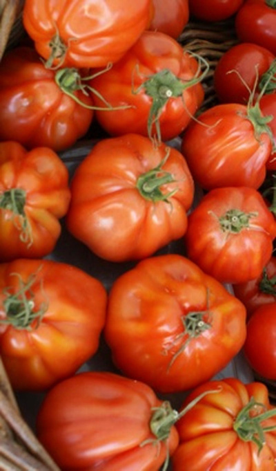 Produktfoto zu Fleischtomaten eigener Anbau