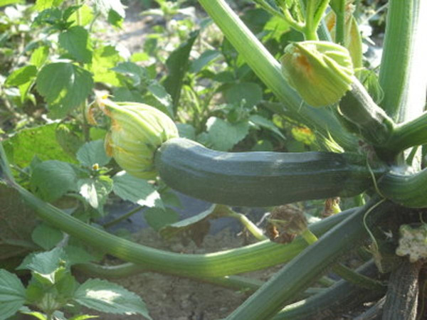 Produktfoto zu Zucchini  Eigen