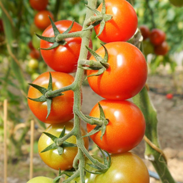 Produktfoto zu Cherrytomaten Mix eigener Anba