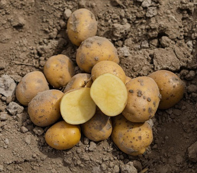 Produktfoto zu Kartoffeln vfk eigener Anbau