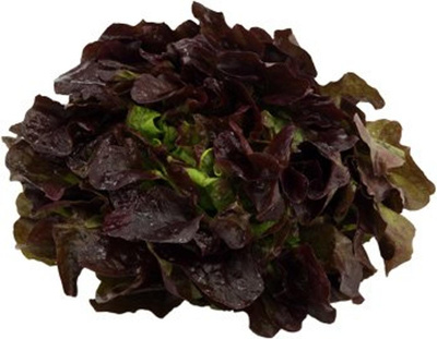 Produktfoto zu Eichblattsalat rot