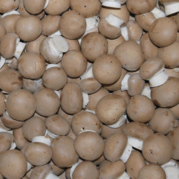 Produktfoto zu Champignon