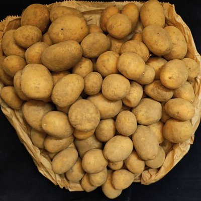 Produktfoto zu 2,5 kg Tüte Butterkartoffeln