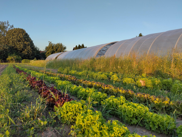 KI generiert: Reihen von Salatpflanzen und ein Folientunnel auf einem Feld bei Sonnenuntergang.