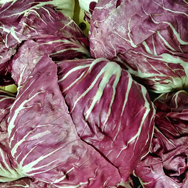 Produktfoto zu Radicchio Castel Franco eigene