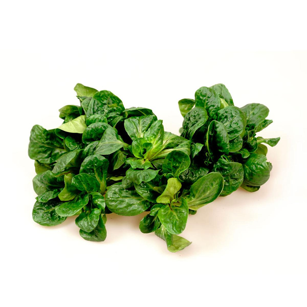 Produktfoto zu Feldsalat eigener Anbau