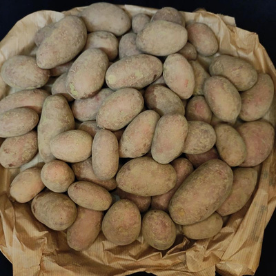Produktfoto zu 2,5kg Tüte Kartoffel mehlig