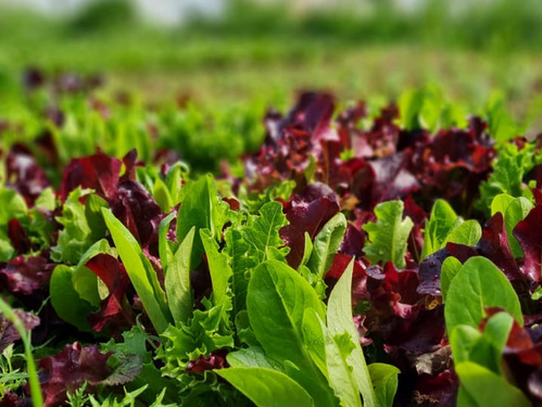 KI generiert: Ein Feld mit grünem und rotem Salat, dicht beieinander wachsend.