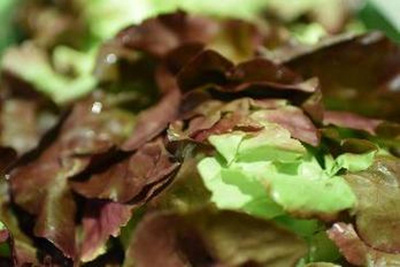 Produktfoto zu Kopfsalat rot