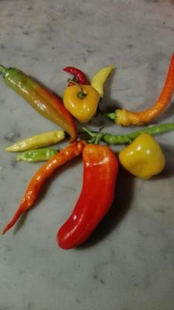Produktfoto zu Peperoni